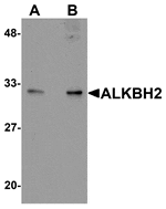 Western blot analysis of ALKBH2 in human kidney tissue lysate with ALKBH2 antibody at (A) 1 and (B) 2 µg/mL.