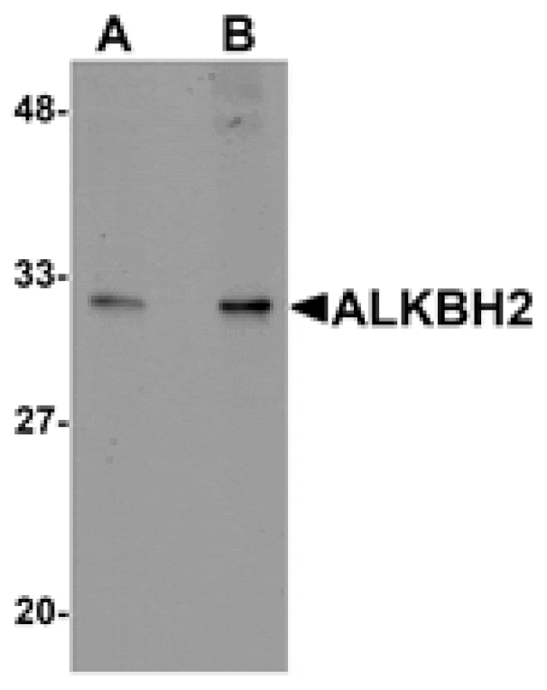 Western blot - ALKBH2 Antibody from Signalway Antibody (25164) - Antibodies.com