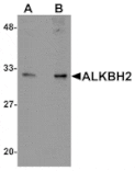Western blot - ALKBH2 Antibody from Signalway Antibody (25164) - Antibodies.com