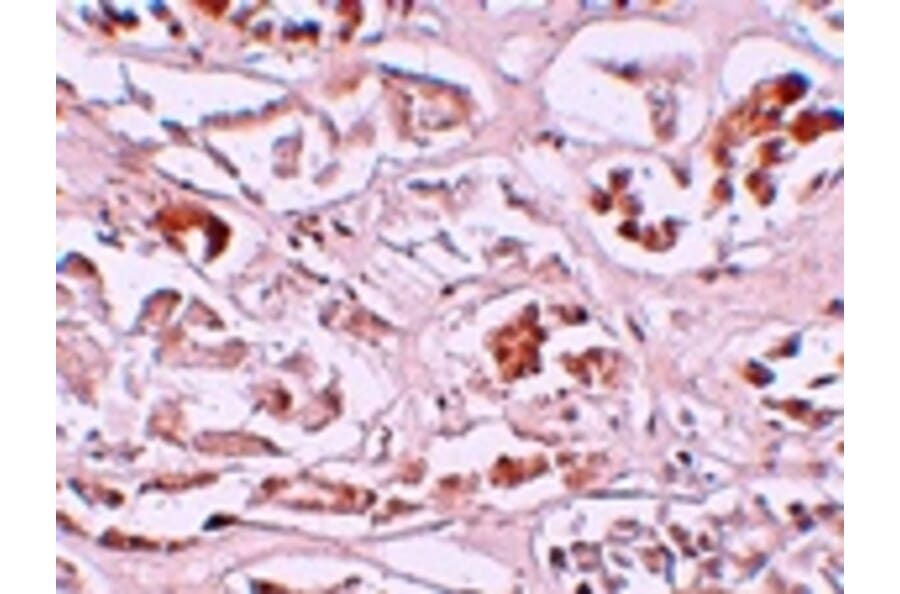 Immunohistochemistry - ALKBH2 Antibody from Signalway Antibody (25164) - Antibodies.com