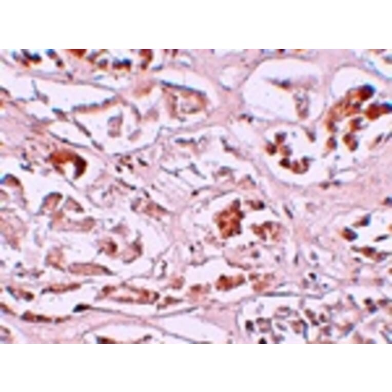 Immunohistochemistry - ALKBH2 Antibody from Signalway Antibody (25164) - Antibodies.com