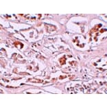 Immunohistochemistry - ALKBH2 Antibody from Signalway Antibody (25164) - Antibodies.com