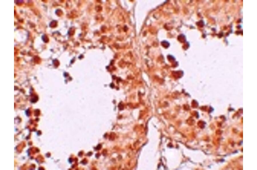 Immunohistochemistry - CRISP2 Antibody from Signalway Antibody (25165) - Antibodies.com