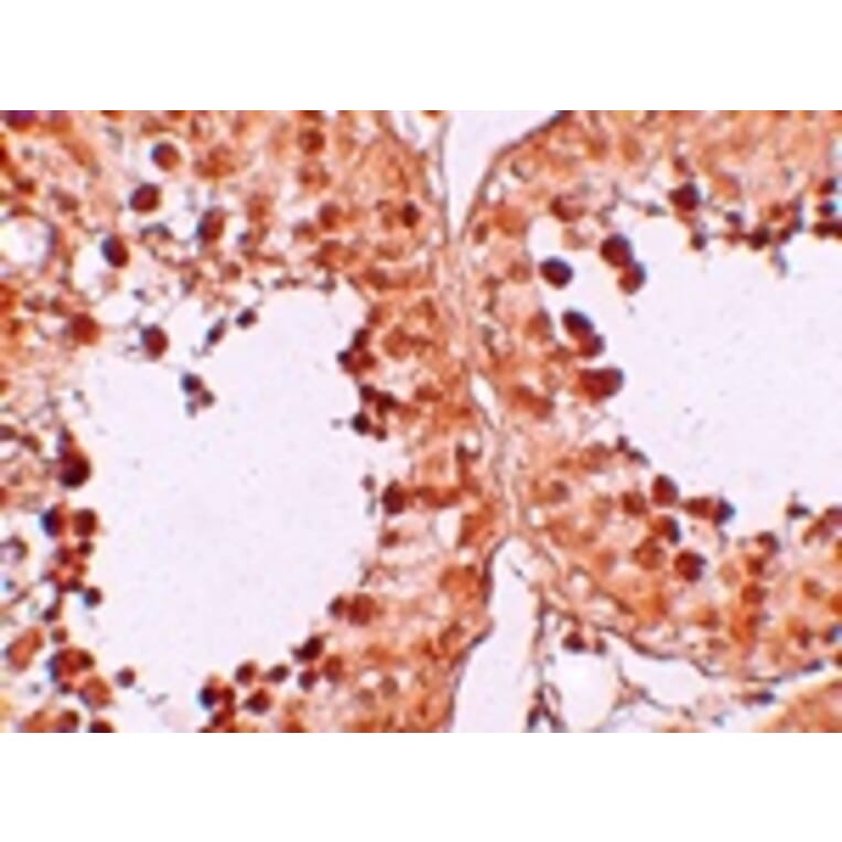 Immunohistochemistry - CRISP2 Antibody from Signalway Antibody (25165) - Antibodies.com