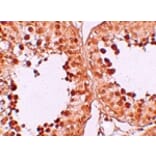 Immunohistochemistry - CRISP2 Antibody from Signalway Antibody (25165) - Antibodies.com