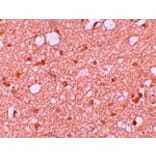 Immunohistochemistry - SESTD1 Antibody from Signalway Antibody (25167) - Antibodies.com