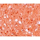 Immunohistochemistry - TRIM71 Antibody from Signalway Antibody (25169) - Antibodies.com