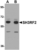 Western blot analysis of SH3RF2 in 3T3 cell lysate with SH3RF2 antibody at (A) 1 and (B) 2 µg/mL.