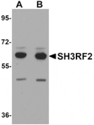 Western blot - SH3RF2 Antibody from Signalway Antibody (25172) - Antibodies.com