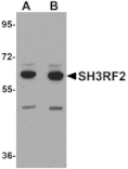 Western blot - SH3RF2 Antibody from Signalway Antibody (25172) - Antibodies.com