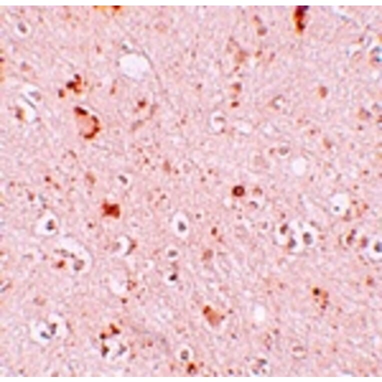 Immunohistochemistry - SH3RF2 Antibody from Signalway Antibody (25172) - Antibodies.com