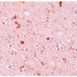 Immunohistochemistry - SH3RF2 Antibody from Signalway Antibody (25172) - Antibodies.com