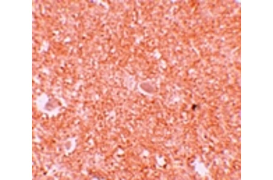 Immunohistochemistry - NALP10 Antibody from Signalway Antibody (25184) - Antibodies.com