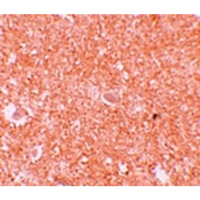 Immunohistochemistry - NALP10 Antibody from Signalway Antibody (25184) - Antibodies.com