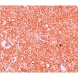 Immunohistochemistry - NALP10 Antibody from Signalway Antibody (25184) - Antibodies.com