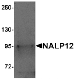 Western blot - NALP12 Antibody from Signalway Antibody (25186) - Antibodies.com