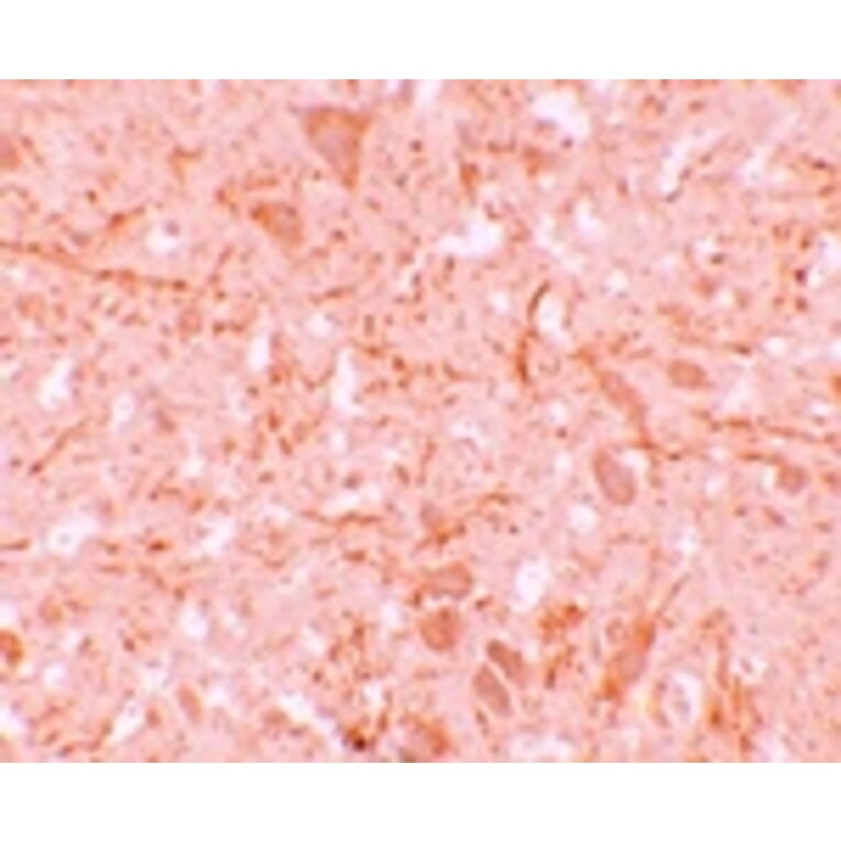 Immunohistochemistry - NALP12 Antibody from Signalway Antibody (25186) - Antibodies.com