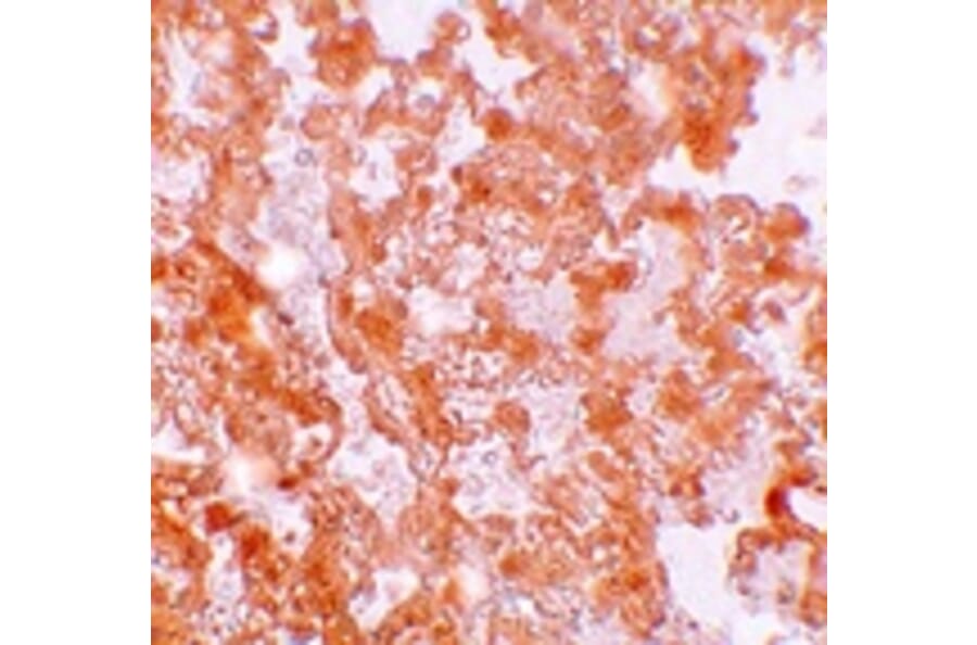 Immunohistochemistry - MFSD2A Antibody from Signalway Antibody (25208) - Antibodies.com