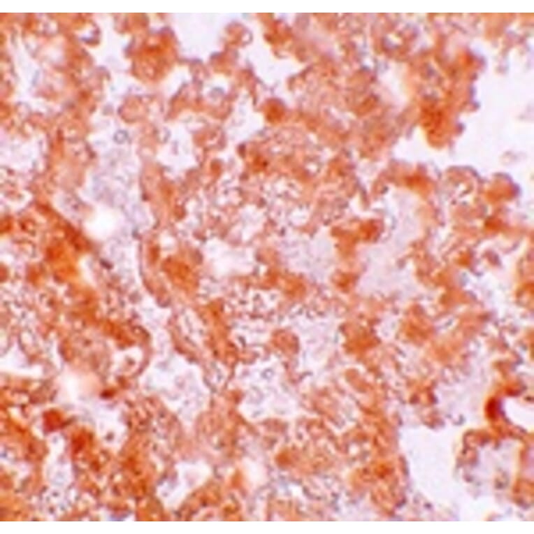 Immunohistochemistry - MFSD2A Antibody from Signalway Antibody (25208) - Antibodies.com