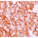 Immunohistochemistry - MFSD2A Antibody from Signalway Antibody (25208) - Antibodies.com