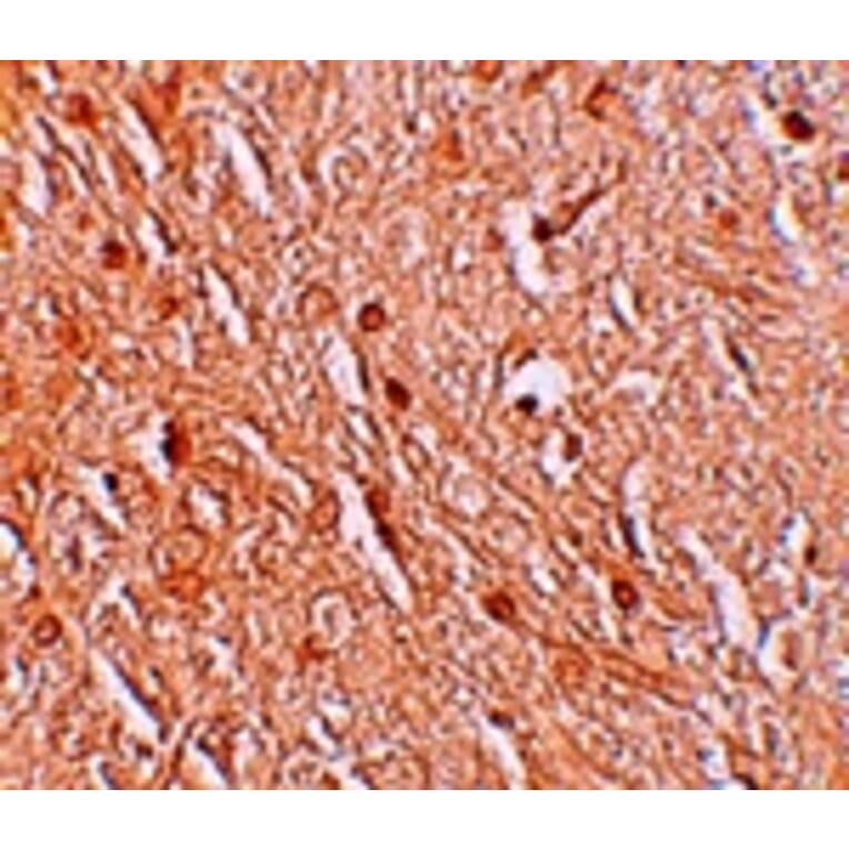 Immunohistochemistry - LMBRD1 Antibody from Signalway Antibody (25216) - Antibodies.com