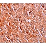 Immunohistochemistry - LMBRD1 Antibody from Signalway Antibody (25216) - Antibodies.com