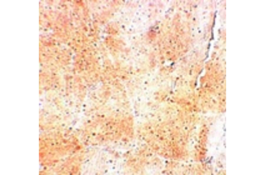 Immunohistochemistry - SYNPO2 Antibody from Signalway Antibody (25218) - Antibodies.com