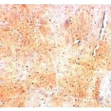 Immunohistochemistry - SYNPO2 Antibody from Signalway Antibody (25218) - Antibodies.com