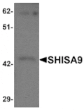 Western blot - SHISA9 Antibody from Signalway Antibody (25221) - Antibodies.com