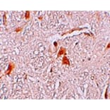 Immunohistochemistry - SHISA9 Antibody from Signalway Antibody (25221) - Antibodies.com