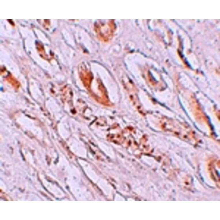 Immunohistochemistry - TMEM59 Antibody from Signalway Antibody (25223) - Antibodies.com