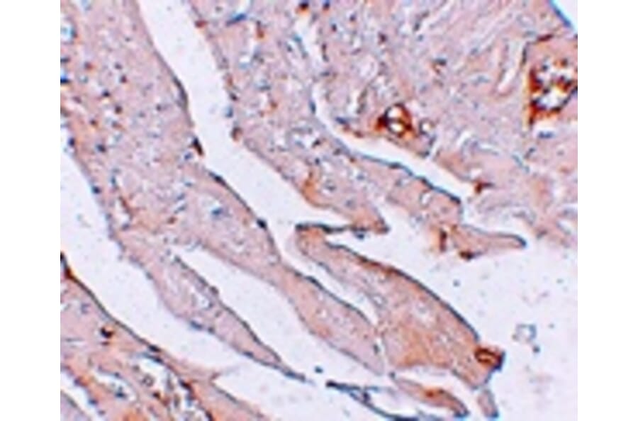 Immunohistochemistry - KLOTHO Antibody from Signalway Antibody (25237) - Antibodies.com