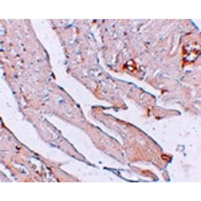 Immunohistochemistry - KLOTHO Antibody from Signalway Antibody (25237) - Antibodies.com
