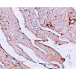 Immunohistochemistry - KLOTHO Antibody from Signalway Antibody (25237) - Antibodies.com