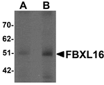 Western blot analysis of FBXL16 in human spleen tissue lysate with FBXL16 antibody at (A) 0.5 and (B) 1 µg/mL.