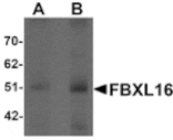 Western blot - FBXL16 Antibody from Signalway Antibody (25254) - Antibodies.com