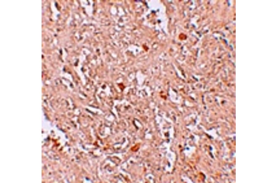 Immunohistochemistry - FBXL16 Antibody from Signalway Antibody (25254) - Antibodies.com