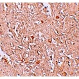 Immunohistochemistry - FBXL16 Antibody from Signalway Antibody (25254) - Antibodies.com