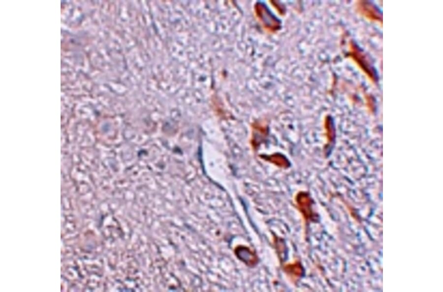 Immunohistochemistry - LRRTM1 Antibody from Signalway Antibody (25255) - Antibodies.com