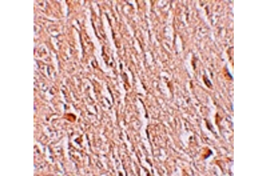 Immunohistochemistry - LRRTM3 Antibody from Signalway Antibody (25257) - Antibodies.com