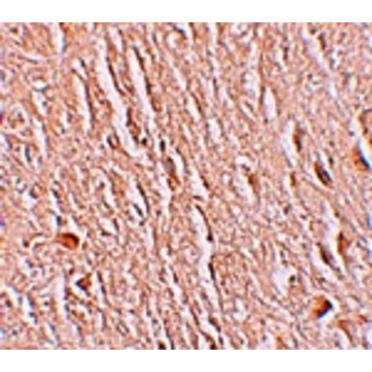 Immunohistochemistry - LRRTM3 Antibody from Signalway Antibody (25257) - Antibodies.com