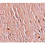 Immunohistochemistry - LRRTM3 Antibody from Signalway Antibody (25257) - Antibodies.com