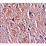 Immunohistochemistry - LRRTM4 Antibody from Signalway Antibody (25258) - Antibodies.com