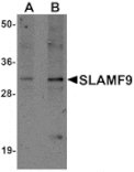 Western blot - SLAMF9 Antibody from Signalway Antibody (25262) - Antibodies.com