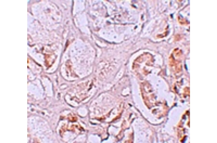 Immunohistochemistry - SLAMF9 Antibody from Signalway Antibody (25262) - Antibodies.com
