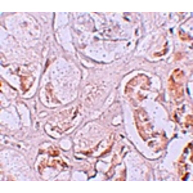 Immunohistochemistry - SLAMF9 Antibody from Signalway Antibody (25262) - Antibodies.com