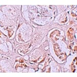 Immunohistochemistry - SLAMF9 Antibody from Signalway Antibody (25262) - Antibodies.com