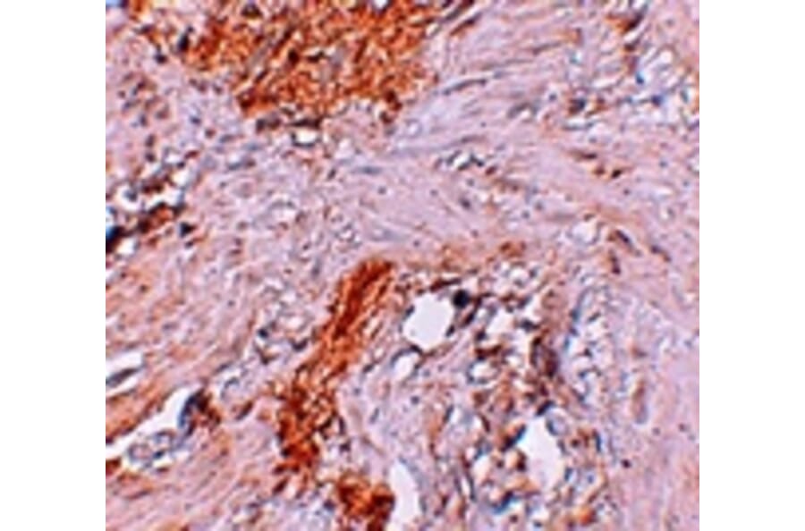 Immunohistochemistry - RBM35A Antibody from Signalway Antibody (25264) - Antibodies.com