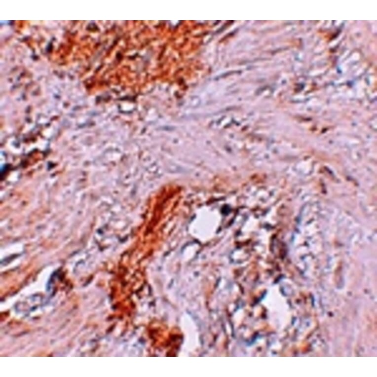 Immunohistochemistry - RBM35A Antibody from Signalway Antibody (25264) - Antibodies.com