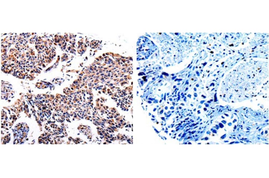 AKR1B1 Antibody from Signalway Antibody (31006) - Antibodies.com